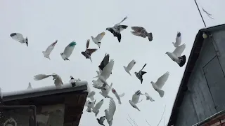 #Pigeons.Что делать, чтобы голуби летали высоко.