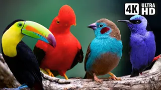 Most Beautiful Tropical Birds | Amazing Birds Chirp | Stress Relief | Healing Nature Sounds