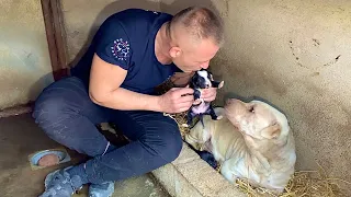 Rescued Abandoned Mama Dog Raising Puppies in the Bushes