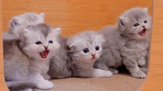 Kitten surprised by her first toilet practice was so cute...