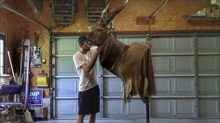 Mounting a Lord Derby Eland (timelaps)