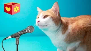 Cute cat | Simba the singer | Bellboxes | For children