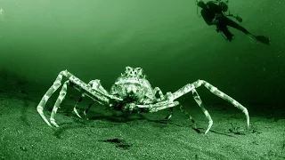 Japanese Spider Crab - Deepsea Oddities