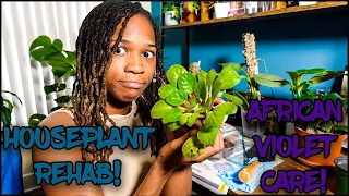 Rehabbing An AFRICAN VIOLET Plant |EVERYTHING You Need To Know About Streptocarpus Saintpaulia!