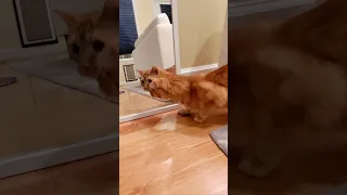Cat vs Mirror