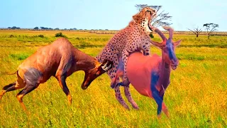 The Most Classic Battles in Wild Animals - Animal+