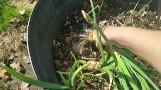 Onions left in the ground over winter
