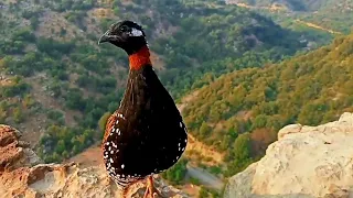 Kala Teetar Awaaz |Teetar ki Awaz | Black Teetar calling |Partridge voice | Calling from top of rock