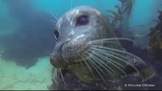 Harbor Seals Just Want To Play