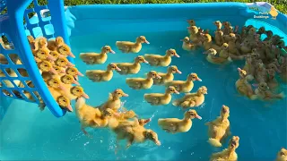 Ducklings from the supermarket 2.0