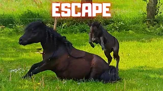 The great escape!! | Play Mario kart | Friesian Horses