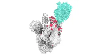 S glycoprotein Coronavirus Conserved Residues