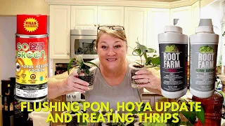 Flushing Pon, Hoya Update and Treating Thrips