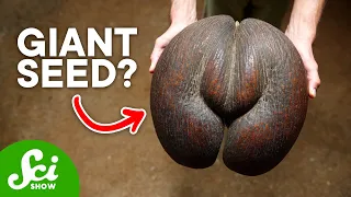 The 5 Strangest Seeds in the World