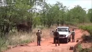 An elephant cow is sedated and treated by the rangers of Bumi Hills Safari Lodge.