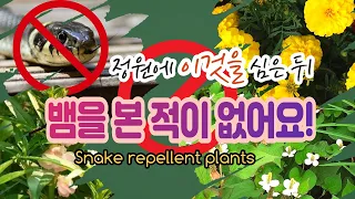 정원에 이것을 심고난 후부터 뱀이 없어졌어요! 뱀퇴치식물/뱀기피식물/Snake repellent plants