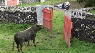 RB Bulls On Deworming Day - Terceira Island - Azores