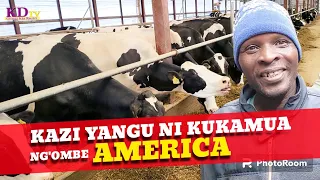 KAZI YANGU NIKUKAMUA NG'OMBE AMERICA!!!MEET AKENYAN IN WISCONSIN STATE MILKING OVER 300 COWS IN ADAY