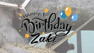 Zaki's First Birthday