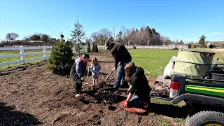 Planting a Weeping Alaskan Cedar, Sedum & Hydrangeas + Transplanting a Mature Hibiscus! 🌲🙌🌿