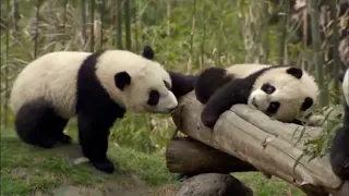 National Geographic Life Of Panda