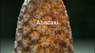 Um Pé de Quê? Abacaxi - Ananas comosus