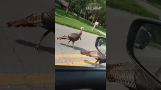 Turkeys Attack Cars Driving By