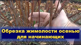 Обрезка жимолости осенью для начинающих