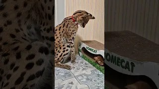 #serval