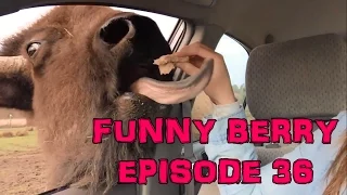 Funny interesting, Funny Epic Fail Win 2015 - Best videos || Funny Berry Compilation Episode 36