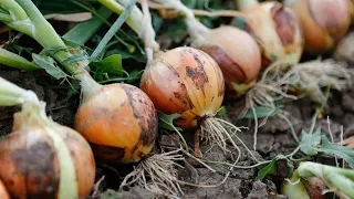 DOUBLE YOUR ONION YIELD: Be sure to add this before planting in the ground