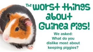 10 WORST Things About Having GUINEA PIGS! | What You HATE MOST About Looking After Guinea Pigs