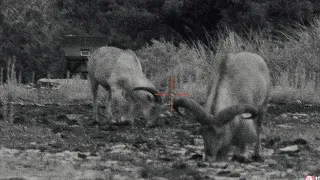 Aoudad Hunt with the ATN XSight 4K in Texas hill country