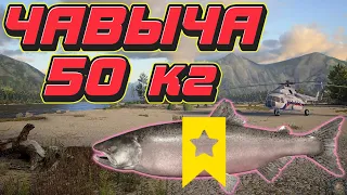 ЧАВЫЧА ТРОФЕЙ 50 кг | р. Яма | Русская Рыбалка 4