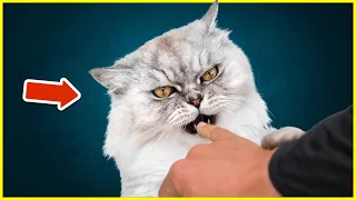 THIS Is Why Your Cat Bites You! (You MUST Know)