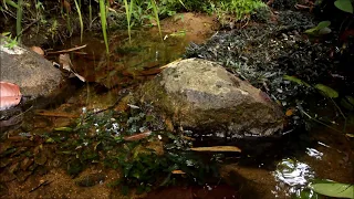 The world's first! under water video of Bucephalandra 【DIscoveryPlanet】