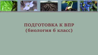 ВПР № 1 6 класс