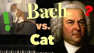 See How Adorable This Cat Is As He Sleeps To The Soothing Sounds Of Bach!