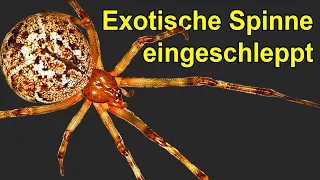 Hoch-giftige Spinne Plötzlich in Deutschland, in Häusern?