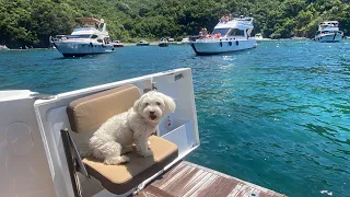 Sunday funday with Lily 🐶Beneteau Swift Trawler 30