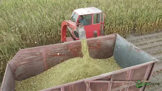 Oldtimerclub Overbos in de mais | Mais hakselen | Corn silage|