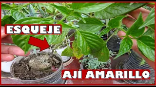 COMO OBTENER PLANTAS DE AJI AMARILLO CON ESQUEJES - SIN USAR SEMILLAS