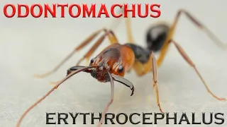Trap-jaw ants - From whom there is no escape! - Odontomachus erythrocephalus
