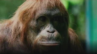 Woodworking Orangutan