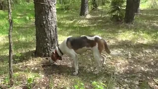 Нагонка Русской Пегой гончей по кличке Эва. ЗАЯЦ в кадре! Первый выезд после щенячки!