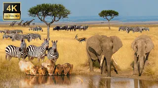 African Animals 4K: Ngorongoro National Park, Tanzania - Scenic wildlife film with soothing music.