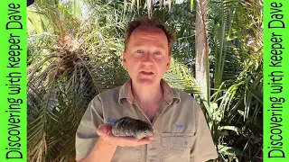 Sea Cucumber Facts With Keeper Dave. Discovering With Keeper Dave. Five facts about sea cucumber.