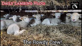 Losing Lambs Ends Happily!