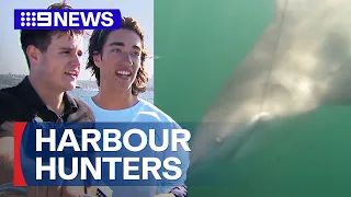 Two fisherman catch bull shark in Sydney Harbour | 9 News Australia