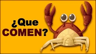 🦀 ¿Cómo NACEN los CANGREJOS y Qué COMEN Estos CRUSTÁCEOS? - Animales Salvajes